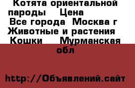 Котята ориентальной пароды  › Цена ­ 12 000 - Все города, Москва г. Животные и растения » Кошки   . Мурманская обл.